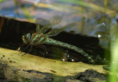 Female ovipositing
2005_05_08_Floyd